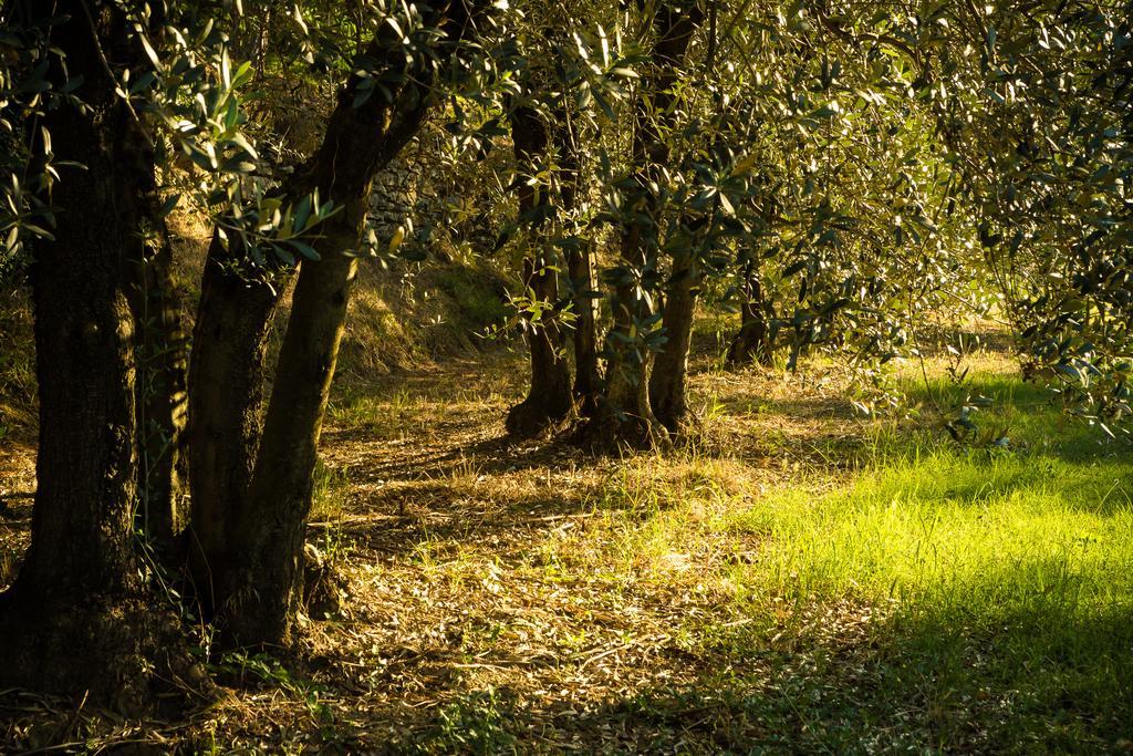 Podere Poggio Mendico Villa Arezzo Exterior foto